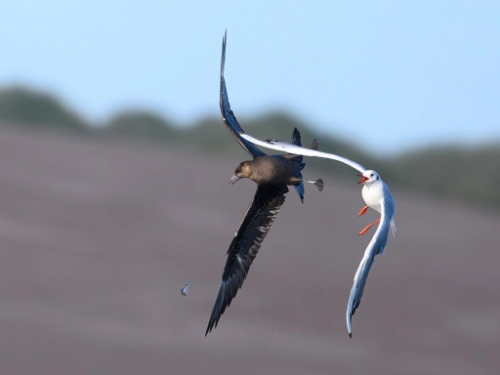 Action for Climate and Environment Newburgh-13